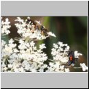 Mellinus crabroneus - Grabwespe w22 12mm - OS-Wallenhorst Sandgrube.jpg